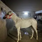 جازان الكربوس