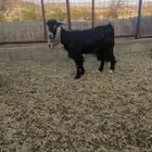 فحل عارضي