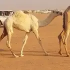 فردية وضحى
