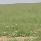 عرض فاخر(ثلاث حقايق وضح)لعشاق الزين فقط