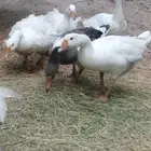 وز للبيع عمر سنة