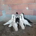 المدينه المنوره