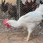 دجاج تركي ابيض