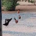 بط بلدي ودجاج للبيع