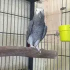 ذكر كاسكو كونغو حجم سوبر سوبر جامبو منتج