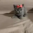 قطه سكوتش ستريت