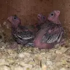 فروخ كروان(تم البيع)