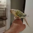 كنيور تركواز طفره اليف ومتكلم