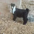 تيسين وجفره