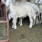 اثنين طليان حريه