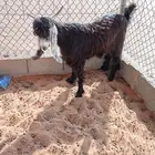 تيس ذبيحه