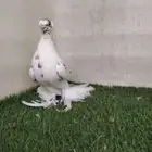 اوزبك