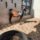 تيس محايلي مطوق شق توم كايف
