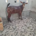 تيس محايلي مشروع فحل ادهم دم
