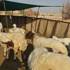 غنم نعيم للبيع