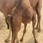 قعدان للبيع العدد 5