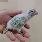 كنيور مون شيك فرخين ( تم البيع )
