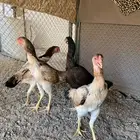 دجاج شامو يباني بطل