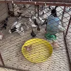 حمام منوع زاجل وشيرازي وكذا نوع ثاني للبيع