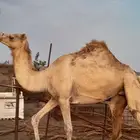 بكره حراه