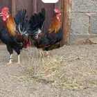 ديك عربي افرق