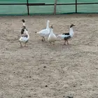 وز للبيع بيشع