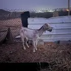 للبيع عند بيشيه