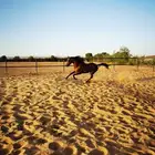حصان واهو فاخر حفيد مروان الشقب