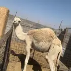 قعود اوضح للبيع