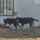 كلاب للتبني