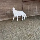خاروف حري للبيع