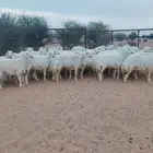 رخال كفووو صنف