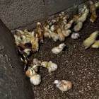 صوص بلدي للبيع الوان فواتح
