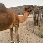جمل باكستاني احمر
