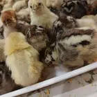 صوص فيومي شبابي والالمنيوم