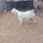 للبيع عنز مضرع