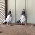 جوز تيدي