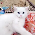 السبخه