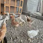 فروخ لوهمان