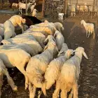 طليان ورخال حري