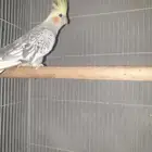 كروان أنثى