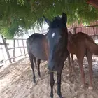 خيال وفرس للبيع