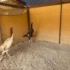 دجاج شامو يباني