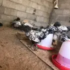 دجاج بولش
