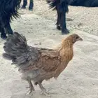 للبيع دجاج