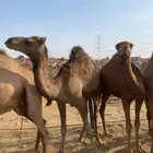 قعدان يوجد حجز مسبق