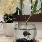 اسماك فايتر(سمك زينة)