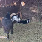 معزاء مولده 2 معاها 3
