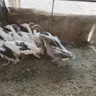 وز بلدي للبيع