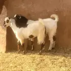 تيوس وجفار جنوبيه بلديه ع الشرط يتوفر تابي وتمارا